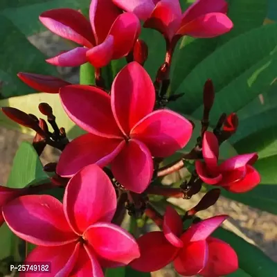 Plumeria Plant-thumb0