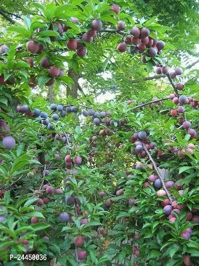 Natural Aloo Bukhara - Plum Plant-thumb3