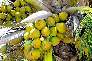 Natural Coconut Plant-thumb4