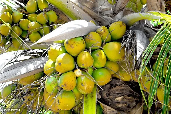 Natural Coconut Plant-thumb5