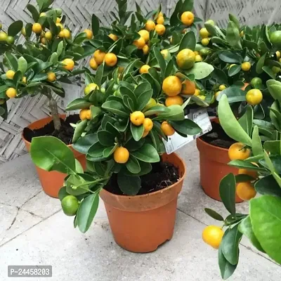 Natural Orange Plant