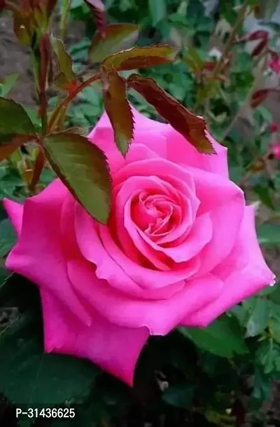 Natural Rose Plant-thumb0