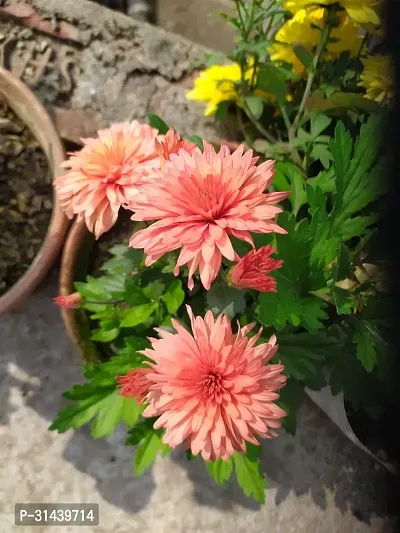 Natural Chrysanthemums/ Guldavari Plant-thumb0