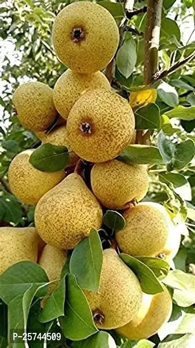 Pear Plant