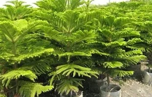 Natural Christmas Tree Plant-thumb4