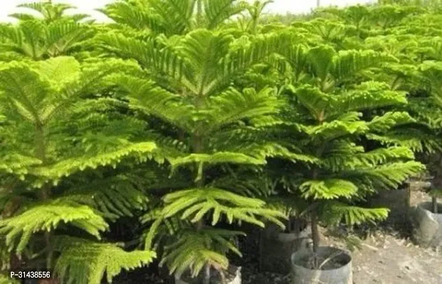 Natural Christmas Tree Plant-thumb5