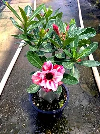 Adenium Plant-thumb1