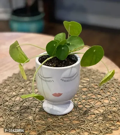 Natural Money Plant-thumb0