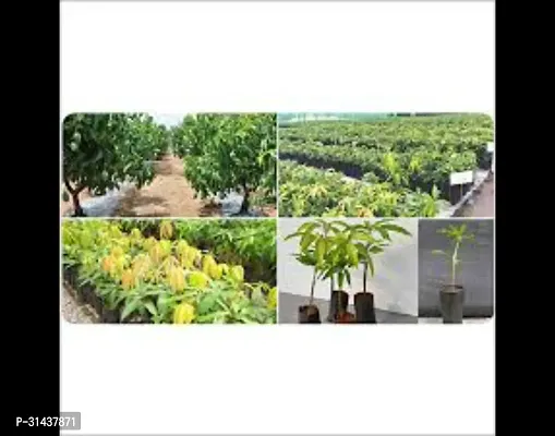 Natural Mango Plant