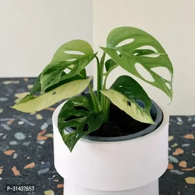 Natural Philodendron Plant-thumb0