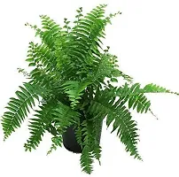 Natural Fern Plant-thumb2