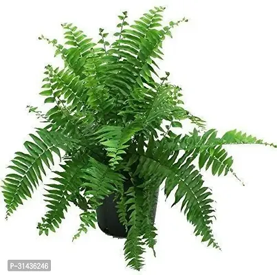 Natural Fern Plant-thumb3