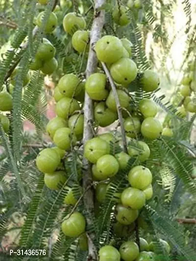 Natural Amla Plant-thumb0