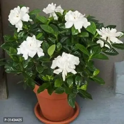 Natural Jasmine Plant-thumb0