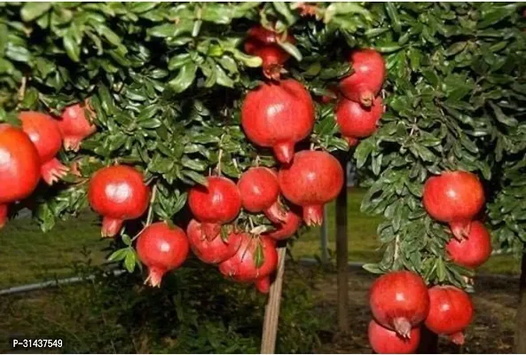 Natural Pomegranate Plant-thumb2