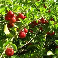 Natural Cherry Fruit Plant-thumb1