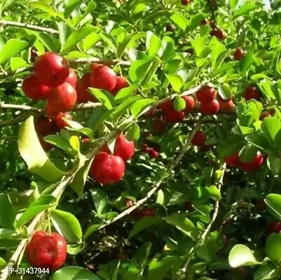 Natural Cherry Fruit Plant-thumb2