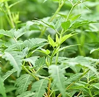 Neem Plant-thumb1