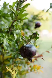 Natural Pomegranate Plant-thumb2