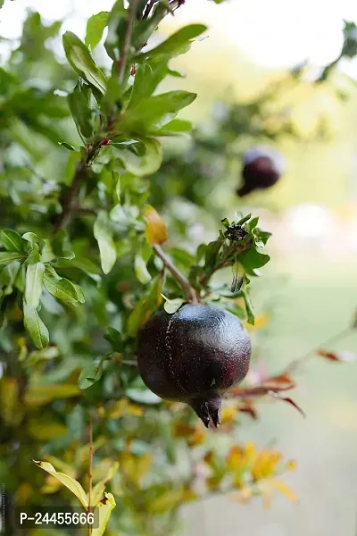 Natural Pomegranate Plant-thumb3