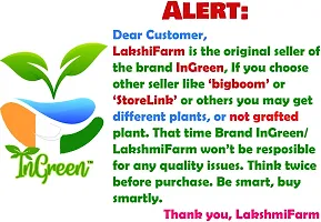 Litchi Plant-thumb1