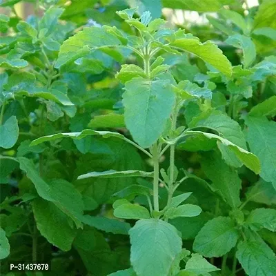 Natural Tulsi Plant-thumb4