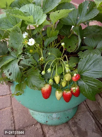 Strawberry Plant-thumb0