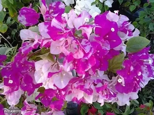 Natural Bougainvillea Plant-thumb0