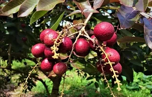 Natural Litchi Plant-thumb2