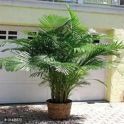 Natural Areca Palm Plant