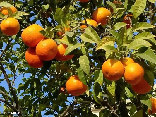 Natural Orange Plant