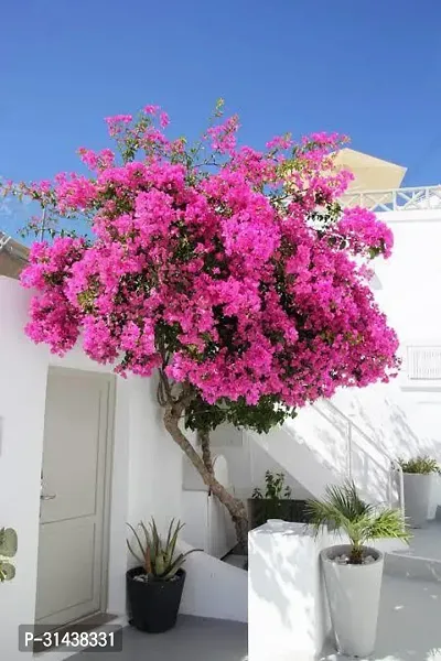 Natural Bougainvillea Plant-thumb0