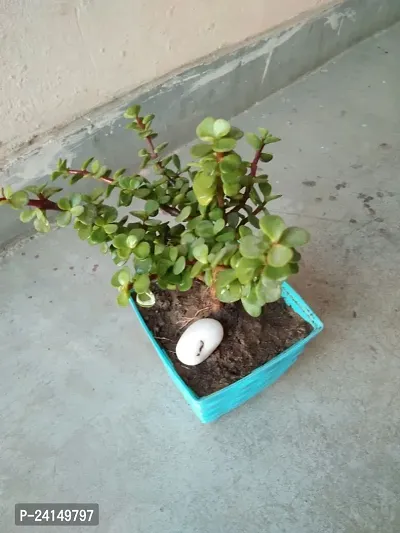 Jade Plant-thumb2