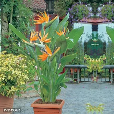 Natural Bird Of Paradise Plant-thumb0