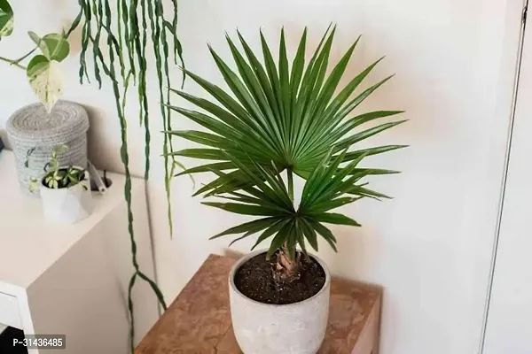 Natural China Palm Plant-thumb0