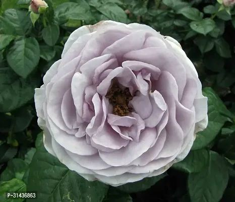 Natural Rose Plant-thumb0