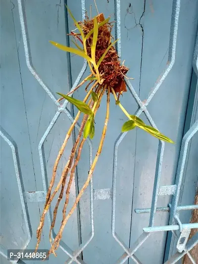 Natural Orchid Plant-thumb2