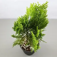 Natural Platycladus/Morpankhi Plant-thumb1