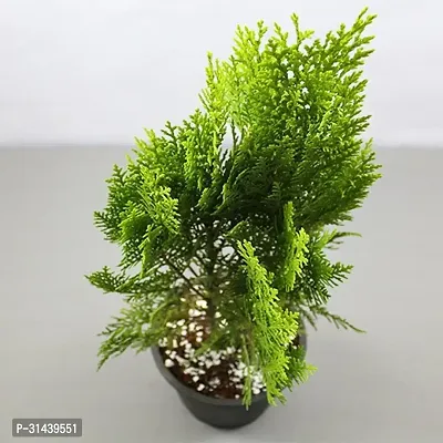 Natural Platycladus/Morpankhi Plant-thumb2