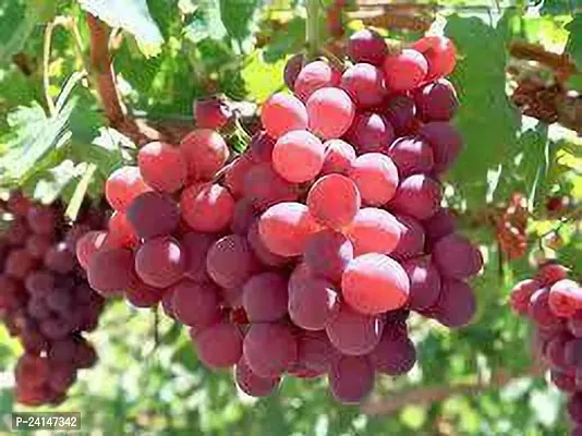 Grapes Plant