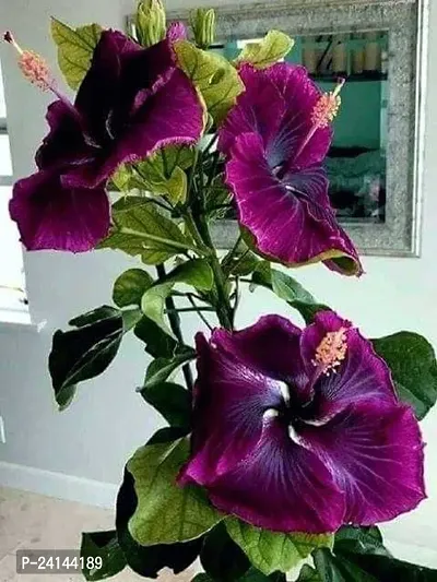 Hibiscus Plant