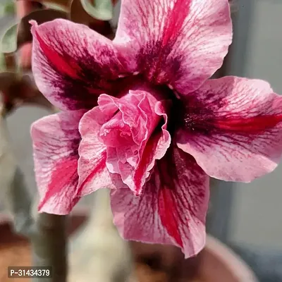 Natural Adenium Plant