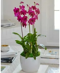 Natural Orchid Plant-thumb3