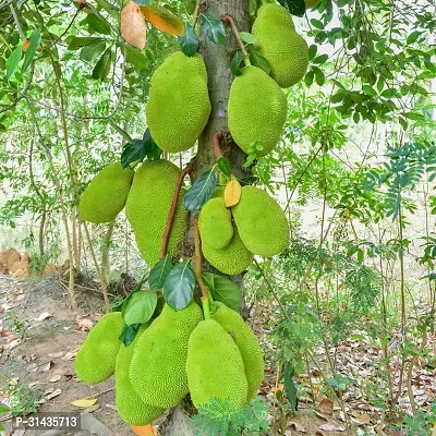 Natural Jackfruit Plant-thumb0