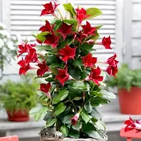 Natural Mandevilla Plant-thumb1