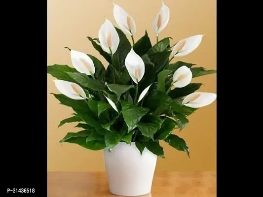 Natural Peace Lily Plant-thumb0