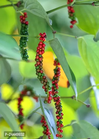 Natural Black Pepper Plant