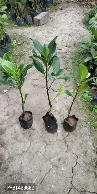 Natural Jack Fruit Plant