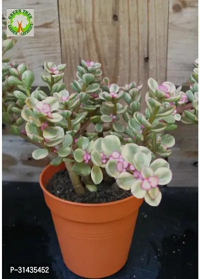 Natural Jade Plant-thumb0