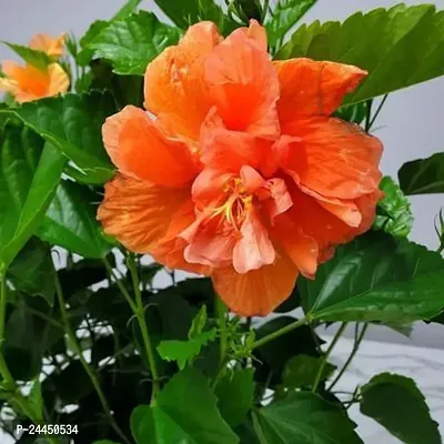 Natural Hibiscus Plant-thumb2